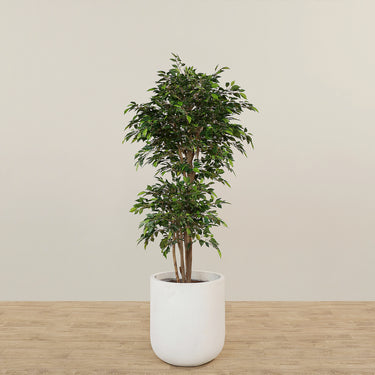 '-Artificial Mini Ficus Tree 180cm-Bloomr