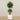 '-Artificial Mini Ficus Tree 210cm-Bloomr