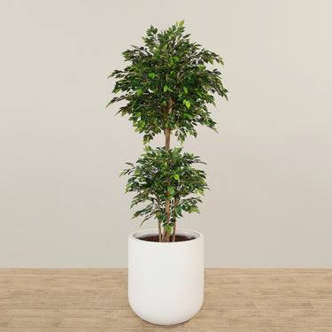 '-Artificial Mini Ficus Tree 210cm-Bloomr