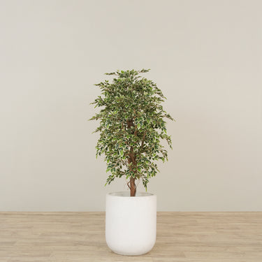 -Artificial Mini Ficus Tree 150cm-Bloomr