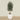 '-Artificial Olive Tree 180cm-Bloomr