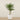 Trees-Artificial Phoenix Palm 180cm-Bloomr