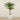Trees-Artificial Phoenix Palm Tree 210cm-Bloomr