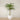 Trees-Artificial Phoenix Palm 270cm-Bloomr