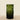 Vases-Glass Vase-Bloomr