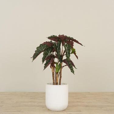 -Artificial Alocasia Tree 80cm-Bloomr