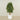 -Artificial Schefflera Tree 150cm-Bloomr