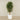-Artificial Schefflera Tree 180cm-Bloomr