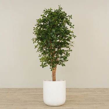 -Artificial Schefflera Tree 180cm-Bloomr