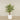 -Artificial Areca Palm 180cm-Bloomr