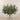 Floral Arrangement-Artificial Asclepias Arrangement in Glass Vase-Bloomr