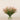 Floral Arrangement-Trifolium Angustifolium Arrangement in Glass Vase-Bloomr