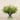 Floral Arrangement-Trifolium Angustifolium Arrangement in Glass Vase-Bloomr