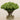 -Pin Cushion Arrangement in Glass Vase-Bloomr