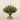 Floral Arrangement-Sedum Arrangement in Glass Vase-Bloomr