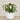 -Artificial Cabbage Rose Plant-Bloomr