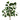 '-Large Money Plant Stem-Bloomr
