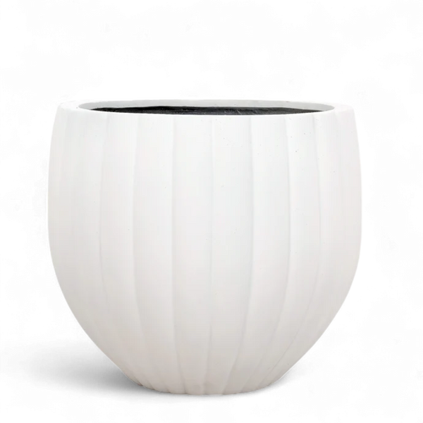 Medium Round Ficonstone Tree Pot