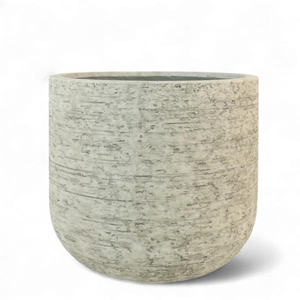 أصيص أشجار فيكونستون كبير دائري الشكل