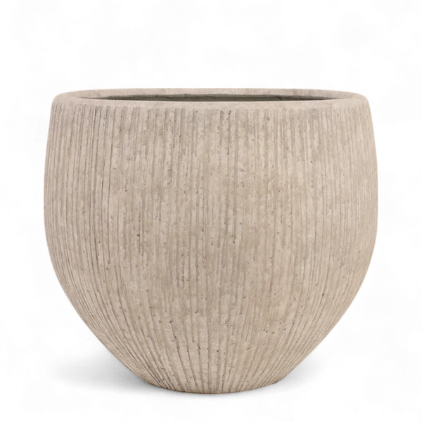 أصيص أشجار فيكونستون دائري كبير