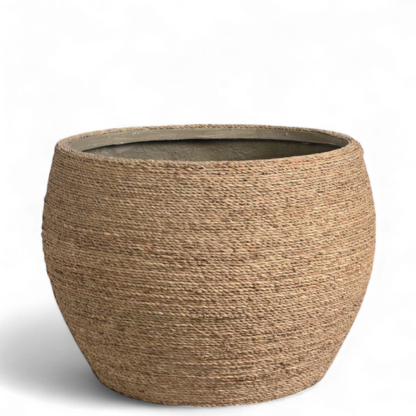 أصيص العشب المجفف