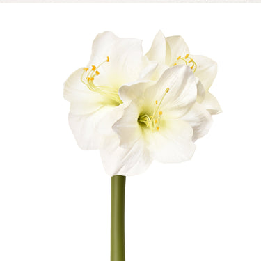Flowers-Amaryllis-Bloomr
