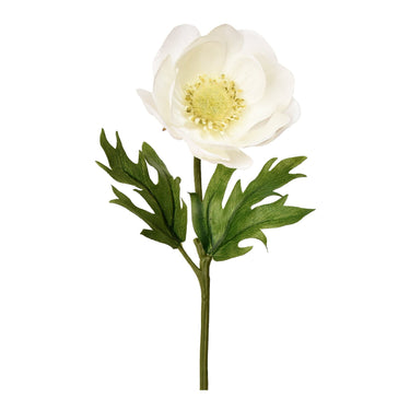 Flowers-Anemone-Bloomr