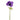 Anemone