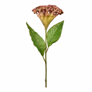 Flowers-Celosia Stem-Bloomr