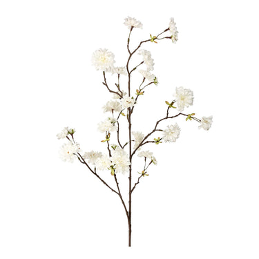 Flowers-Cherry Blossom-Bloomr