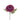 Chrysanthemum