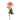 English Rose