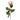 French Rose