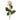 German Rose