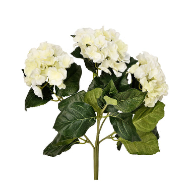 Flowers-Hydrangea-Bloomr