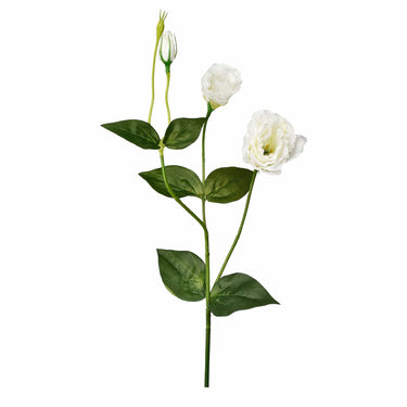 Flowers-Lisanthus-Bloomr