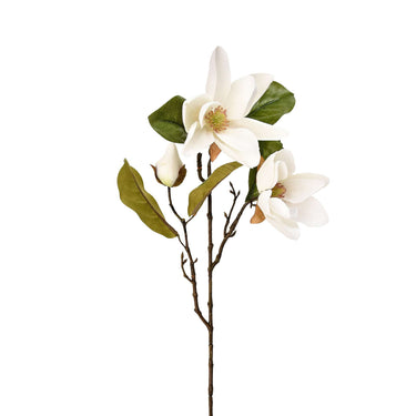 Flowers-Magnolia-Bloomr