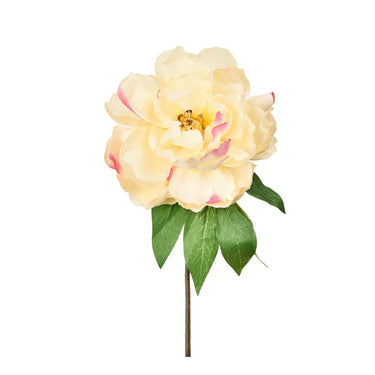 Flowers-Peony-Bloomr