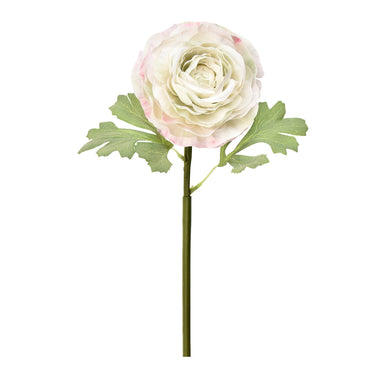 Flowers-Ranunculus-Bloomr