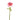 Ranunculus