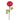 Ranunculus