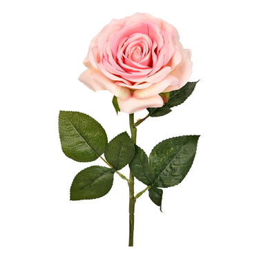 Flowers-Rose-Bloomr