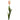 Tulpe