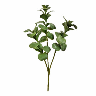 Greenery-Kalanchoe-Bloomr