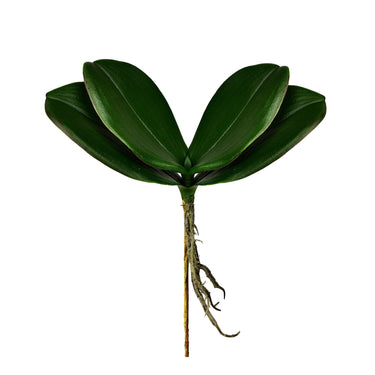 Greenery-Orchid Leaf-Bloomr