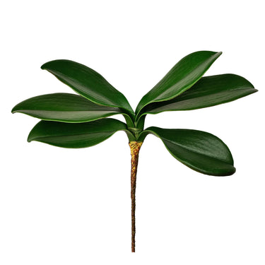 Greenery-Orchid Leaf-Bloomr