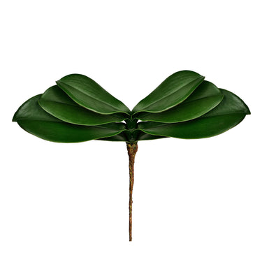 Greenery-Orchid Leaf-Bloomr