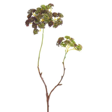 Greenery-Sedum-Bloomr