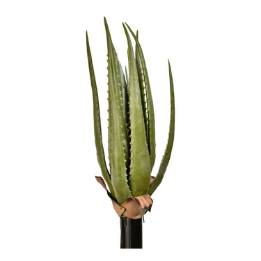 Plants-Aloe-Bloomr