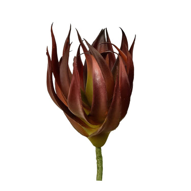 Plants-Aloe-Bloomr